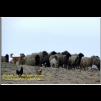 17814 09 069 Totes Meer Jordanien 2011.jpg